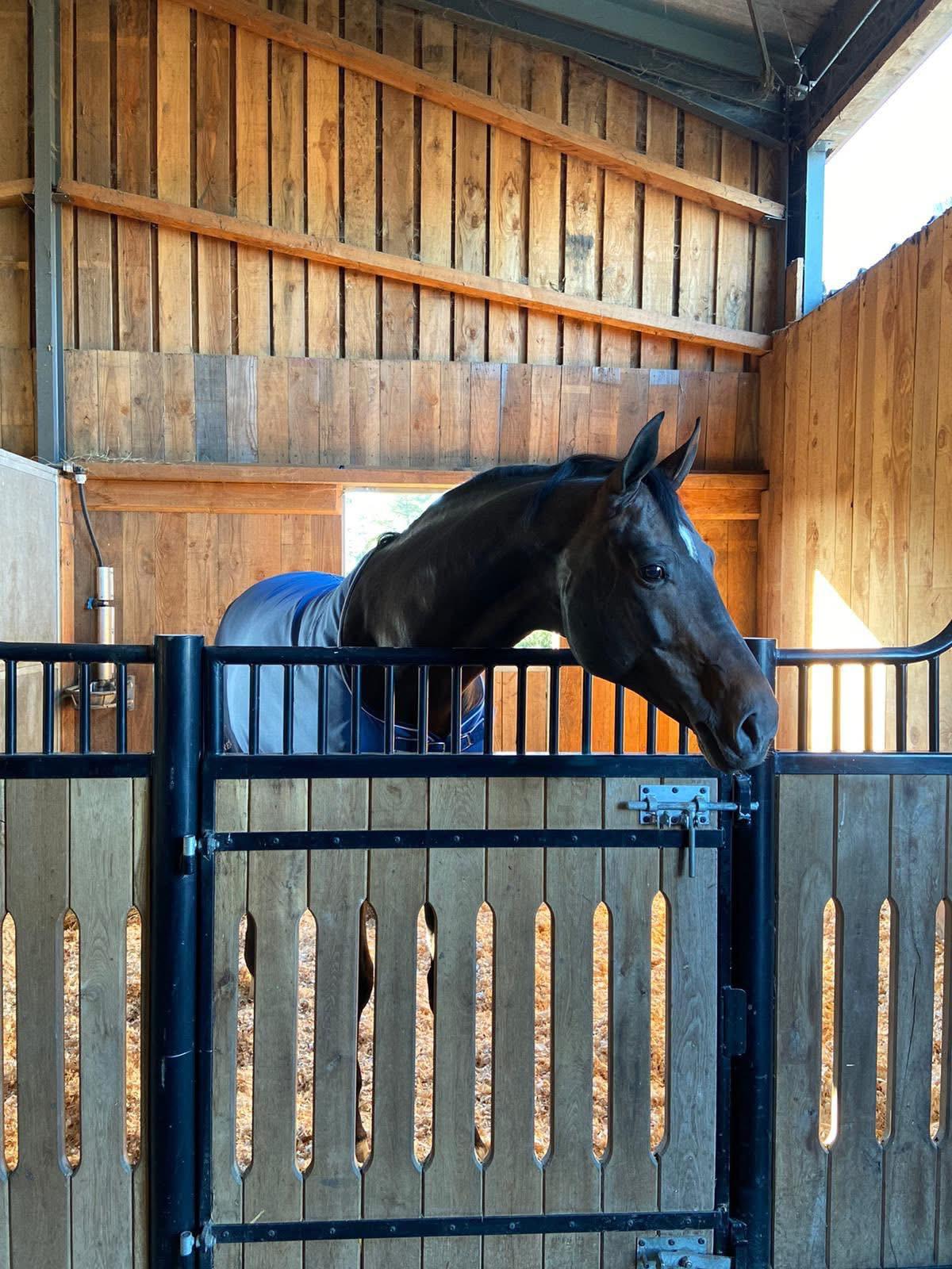 Box spacieux et aéré au Haras de Piquès