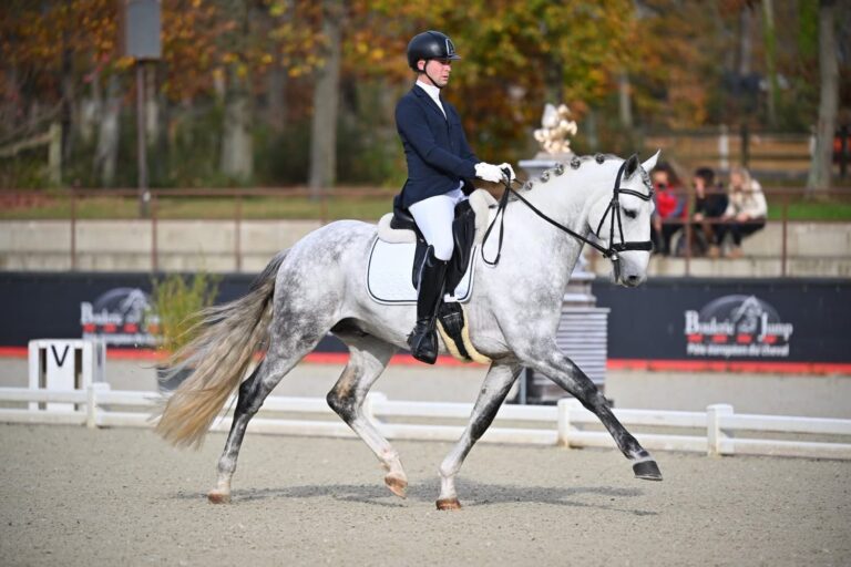 Queluz, cheval de dressage à vendre