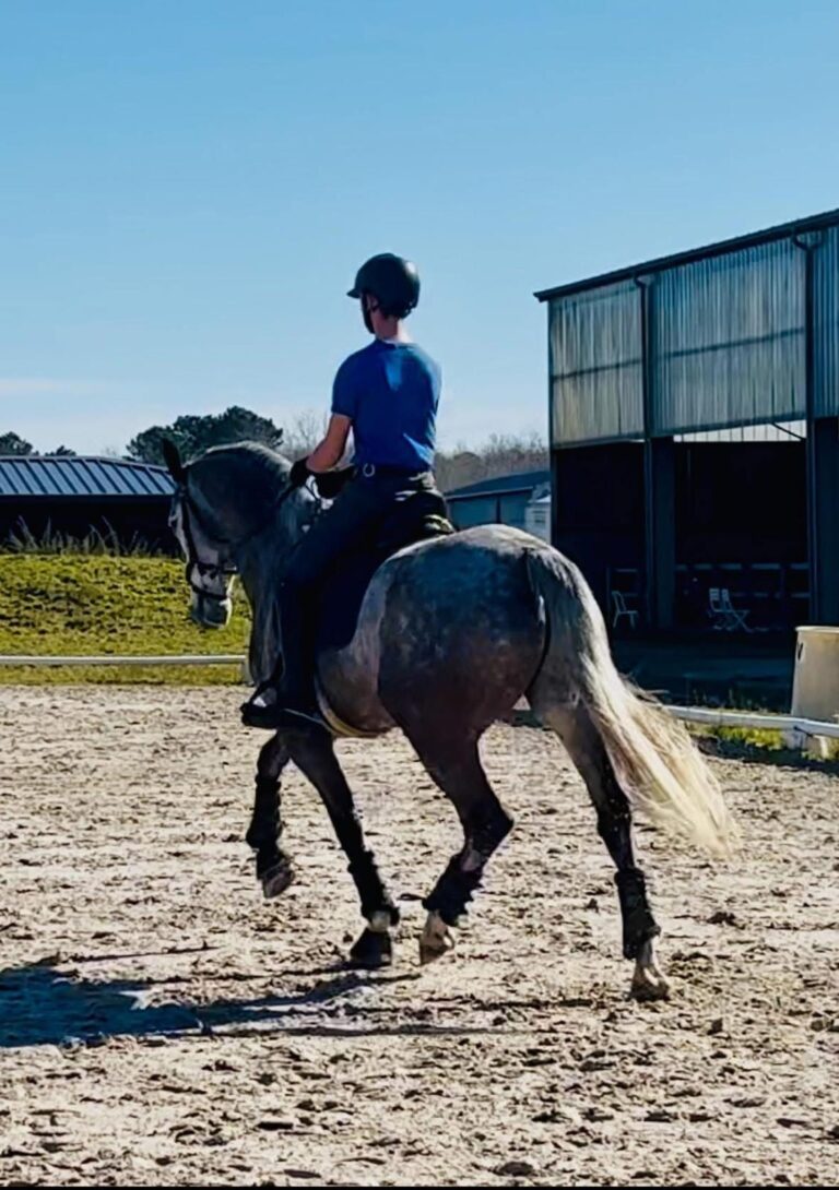 Dwayne, cheval de dressage à vendre