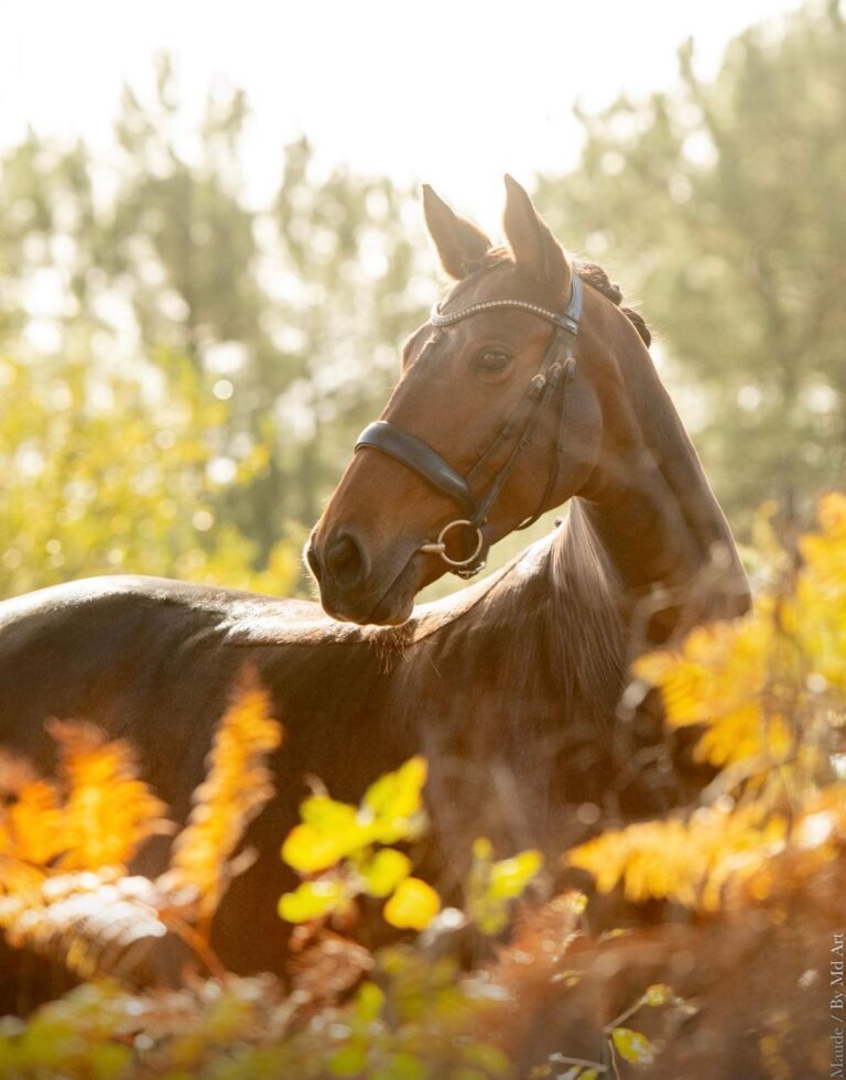 Eyra Belle Errance, jument de dressage à vendre