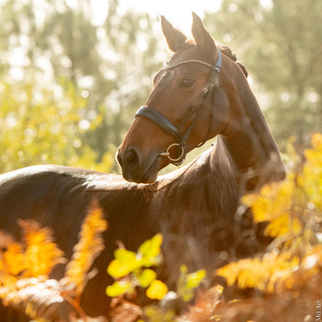 Eyra Belle Errance, jument de dressage à vendre