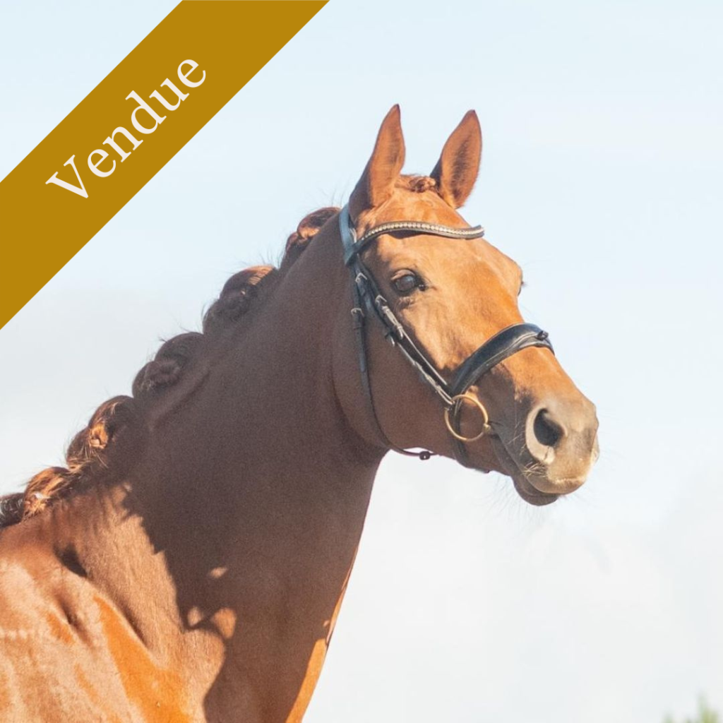 Nemearina, jument de dressage vendue