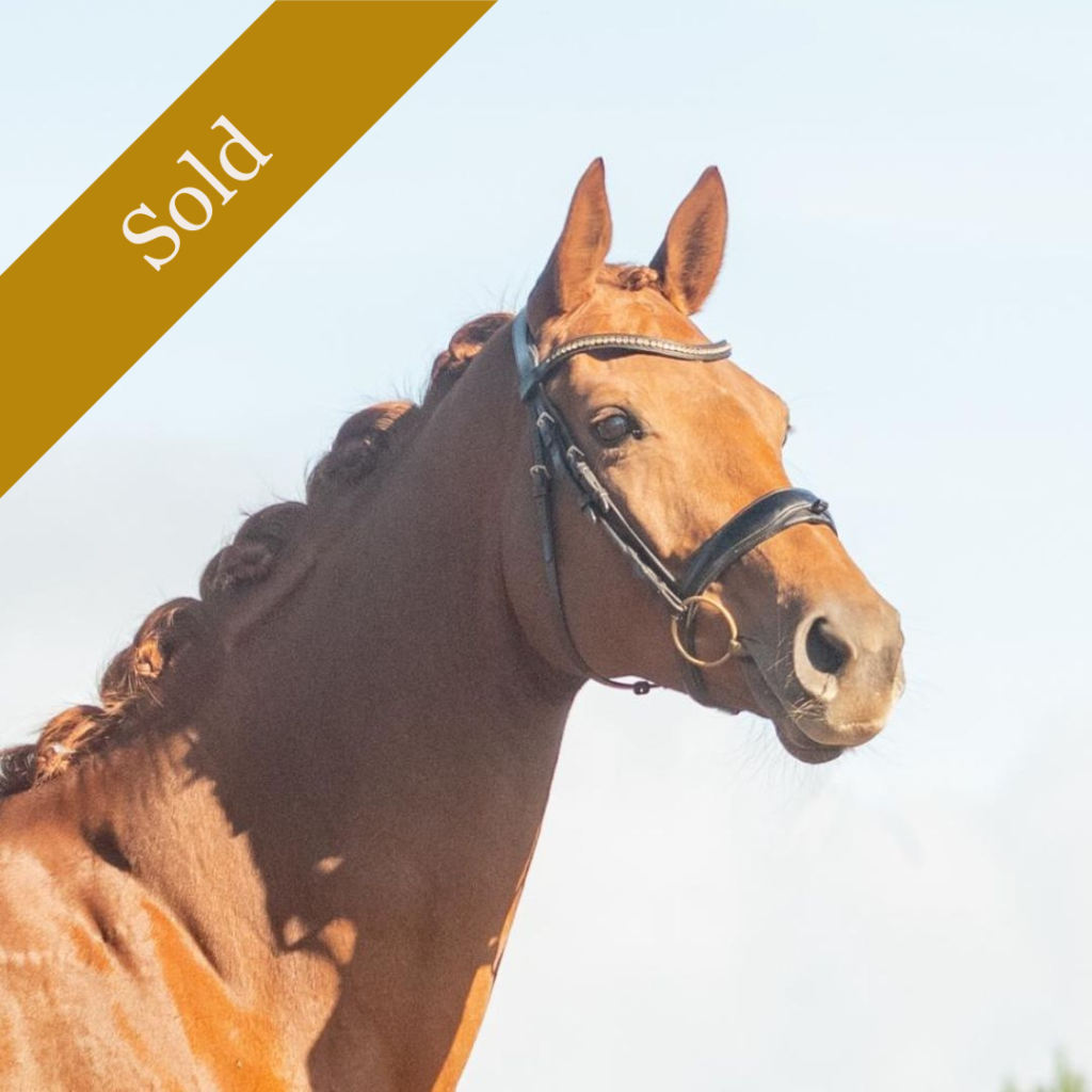 Néméarina, jument de dressage vendue