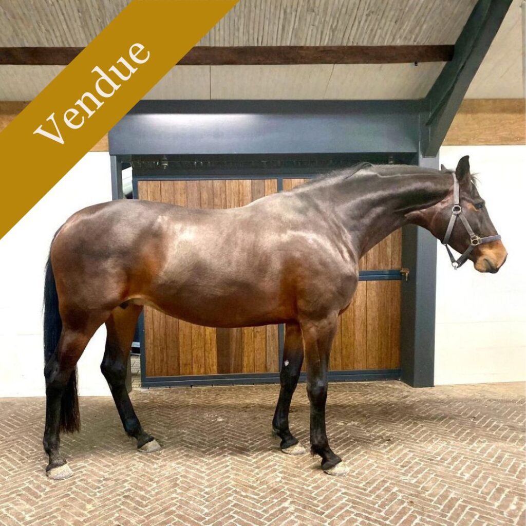 Mi Amore jument de dressage vendue