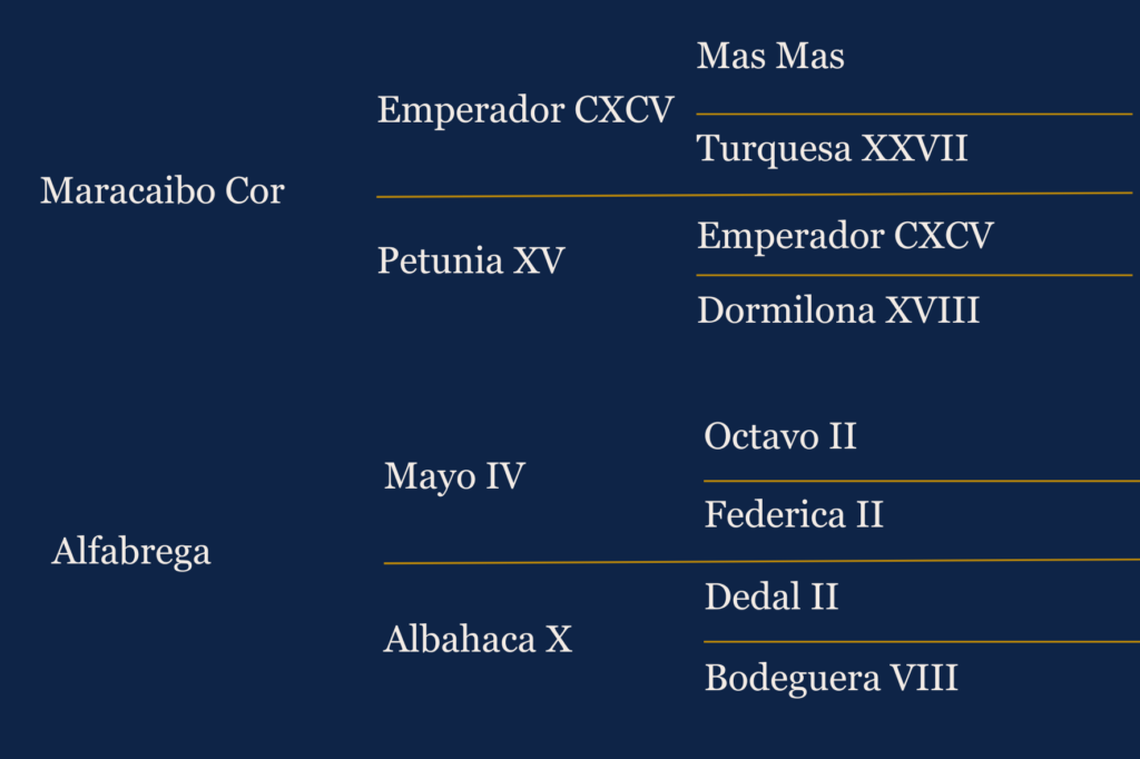 Généalogie du cheval Alfabrego de Pereda