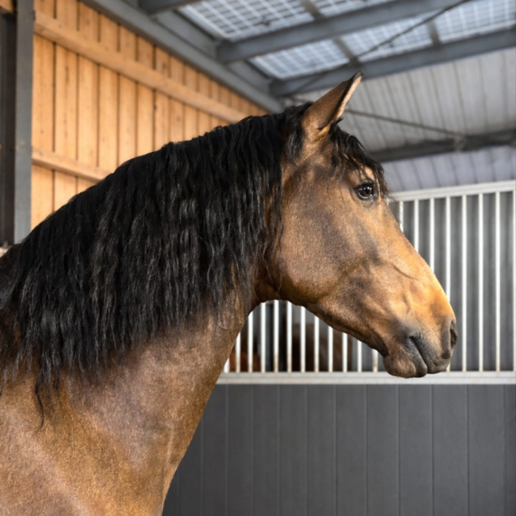 Alfabrego de Pereda, cheval de dressage isabelle fumé.