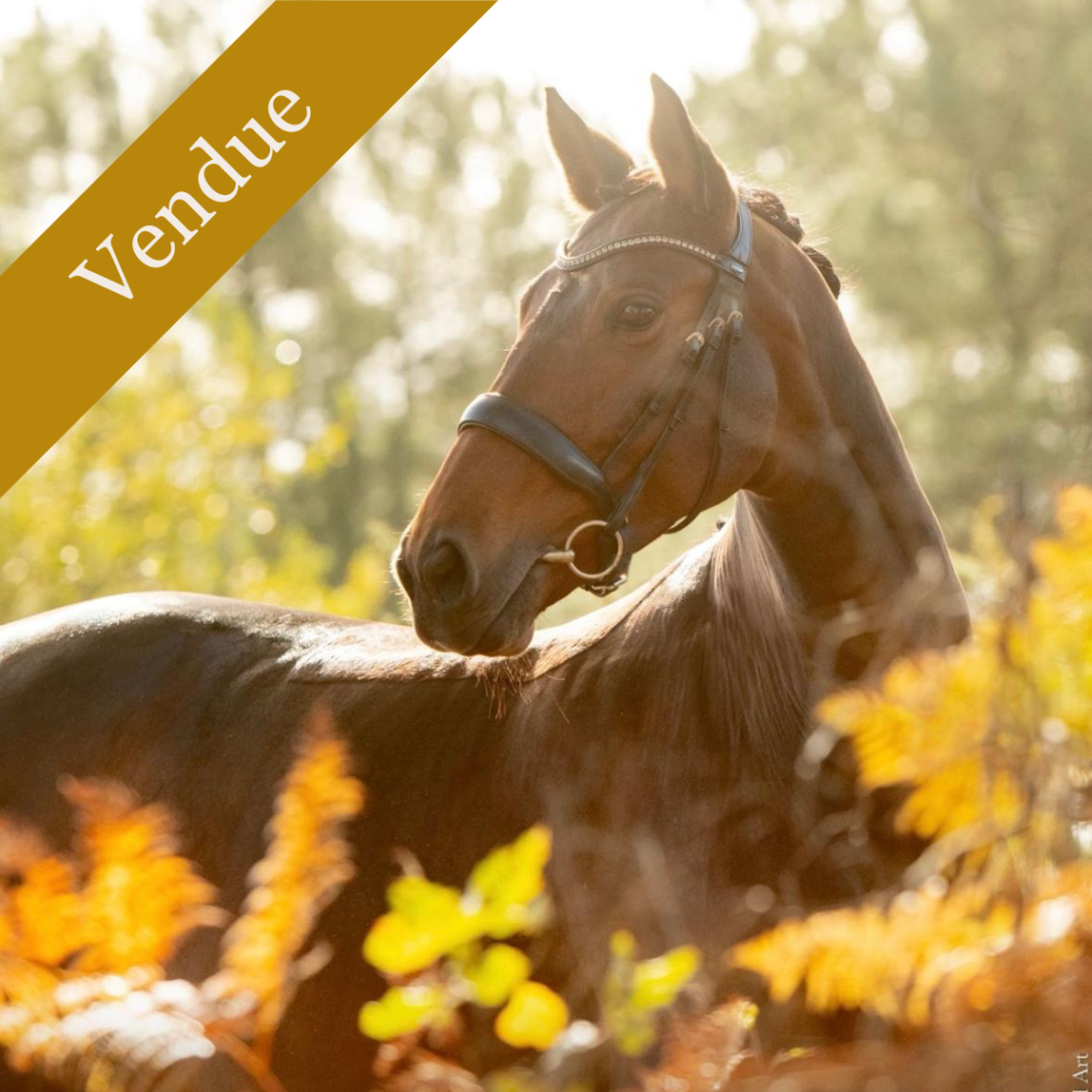 Eyra Belle Errance, jument de dressage à vendre